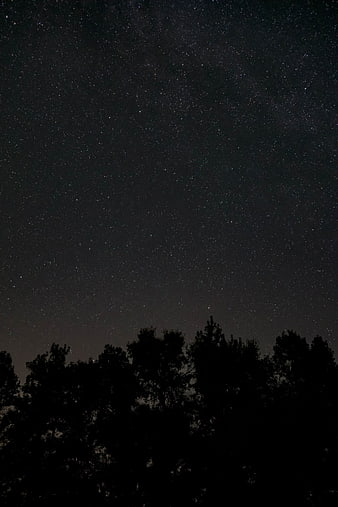 Starry Night Sky Over Silhouetted Pine Trees