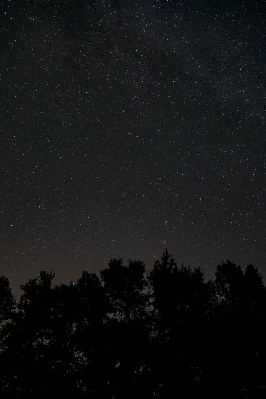 Starry Night Sky Over Silhouetted Pine Trees