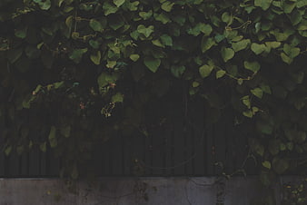 Dark Green Ivy Leaves Covering a Fence Wall