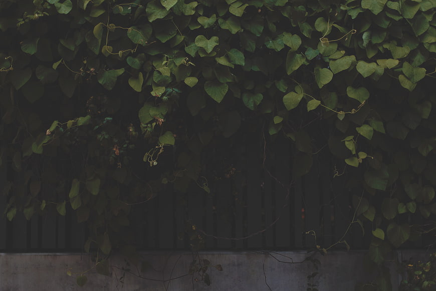 Dark Green Ivy Leaves Covering a Fence Wall