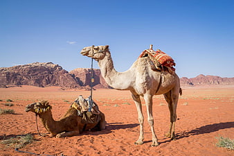 Two camels resting in the red desert of Wadi Rum, Jordan