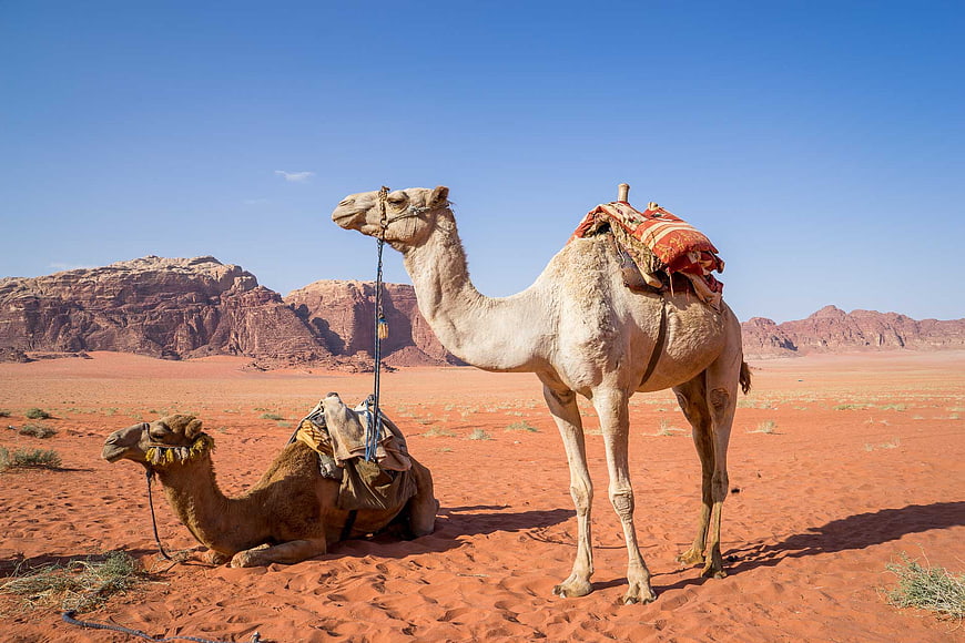 Two camels resting in the red desert of Wadi Rum, Jordan