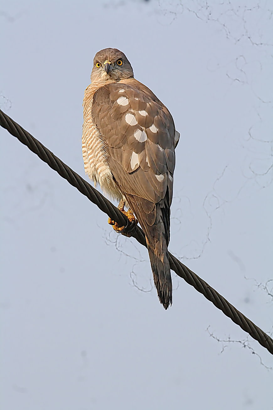 Little Banded Goshawk Perched on Wire