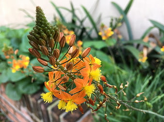 Close-up of vibrant orange and yellow Kniphofia flower