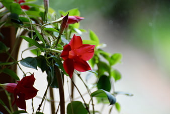 Vibrant Red Mandevilla Flowers with Green Leaves