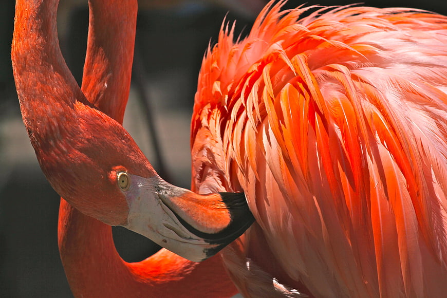 Close-up of vibrant pink flamingo preening feathers