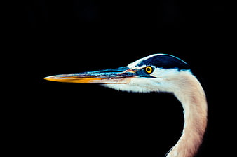 Close-up of a Grey Heron Head on Black Background