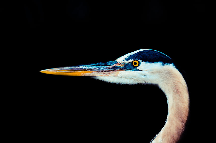 Close-up of a Grey Heron Head on Black Background