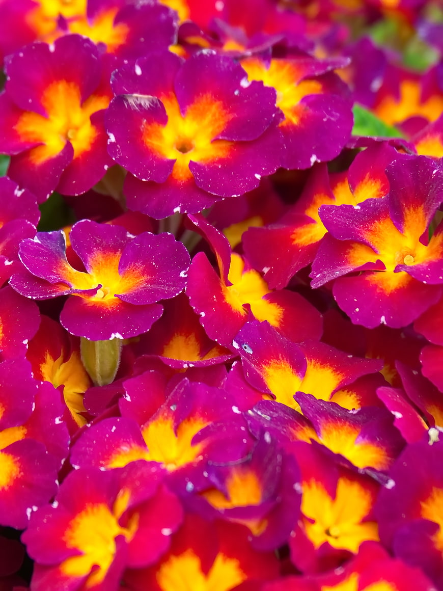 Vibrant purple and yellow primrose flowers close-up