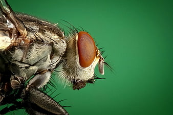 Macro Close-Up of Fly Head and Red Eye on Green Background