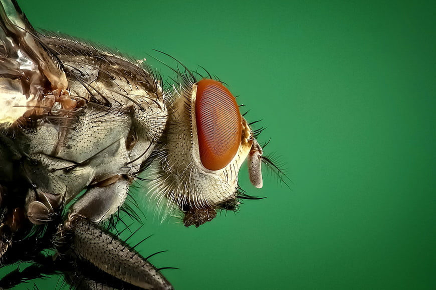Macro Close-Up of Fly Head and Red Eye on Green Background