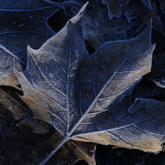 Close-up of frost-covered maple leaf in winter morning light