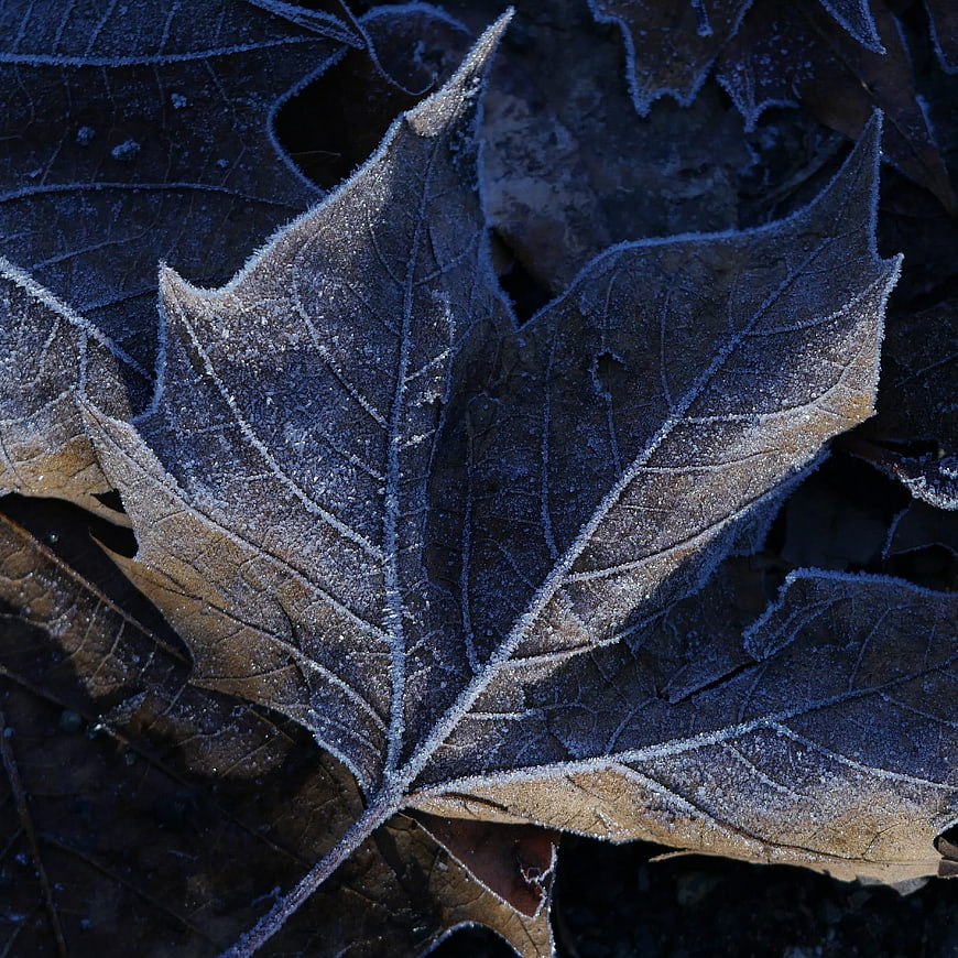Close-up of frost-covered maple leaf in winter morning light