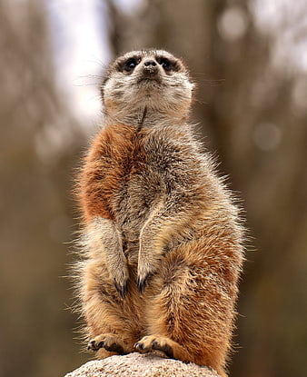 Cute Meerkat Standing Alert on Rock in Nature