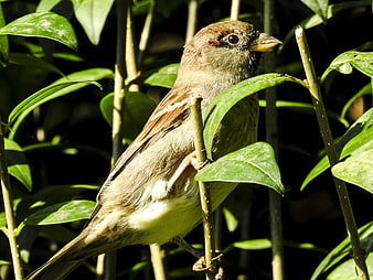 House Sparrow Perched on Green Branch in Sunlight