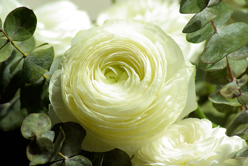 Close-up of white ranunculus flower with eucalyptus leaves