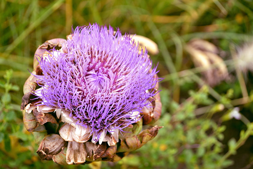 Close-up of blooming purple artichoke flower in meadow
