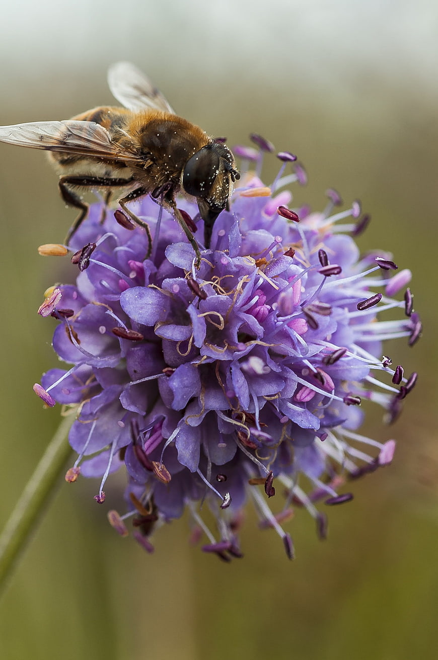 Close-up of Hoverfly Pollinating Purple Scabious Flower