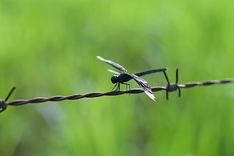 Black Dragonfly Perched on Barbed Wire Fence