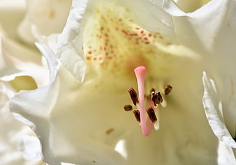 Close-up of White Rhododendron Flower with Pink Pistil