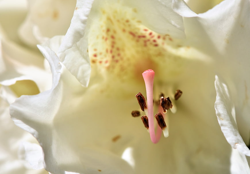 Close-up of White Rhododendron Flower with Pink Pistil