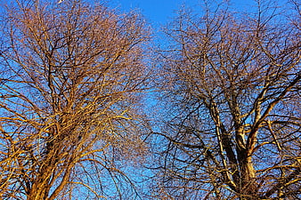 Bare Winter Tree Branches Against Blue Sky