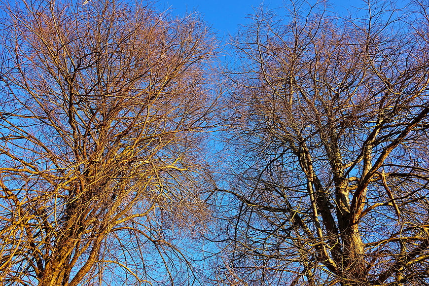 Bare Winter Tree Branches Against Blue Sky
