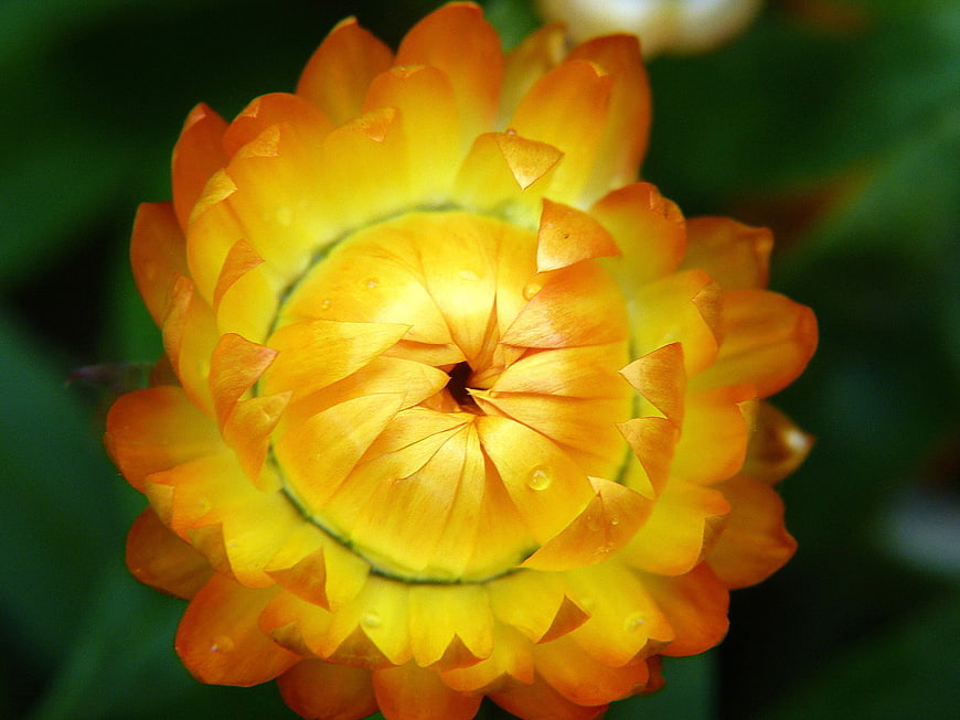 Close-up of vibrant yellow and orange strawflower with water droplets