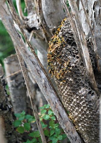 Close-up of yellow and black wasps on a paper nest