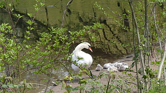 White Swan with Cygnets Resting on Riverbank