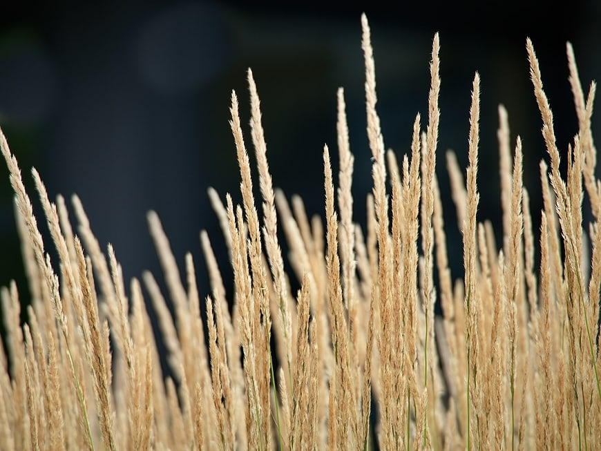 Close-up of tall dry grass against dark blurred background
