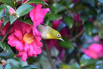 Japanese White-Eye Bird Perched On Vibrant Pink Camellia Flower