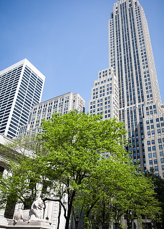 New York Public Library Lions and Skyscrapers