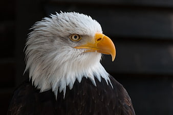 Close-up portrait of a majestic bald eagle head