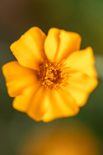 Close-up of a vibrant yellow flower with soft green bokeh background