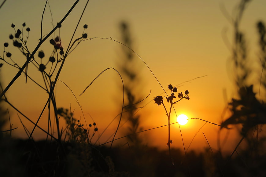 Silhouette of Wild Grasses Against Golden Sunset Sky