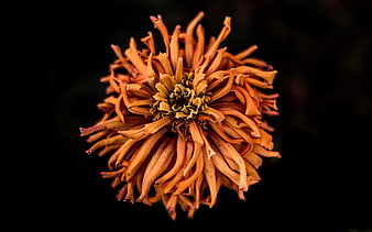 Close-up of a dried orange flower on a black background