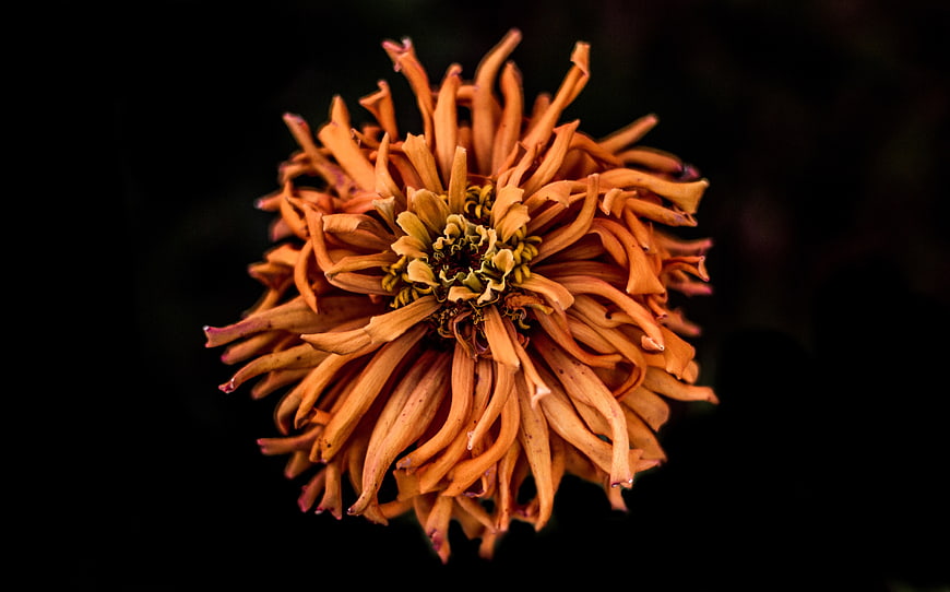 Close-up of a dried orange flower on a black background