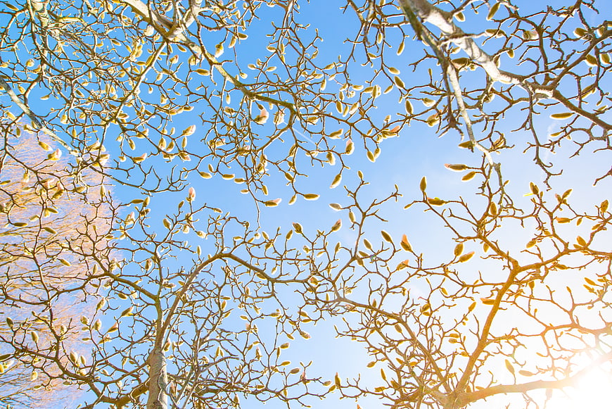 Magnolia tree buds against blue sky with sunlight