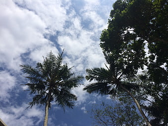 Low angle view of palm trees against blue sky with clouds