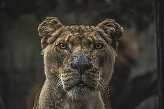 Close-up portrait of a lion cub with intense amber eyes
