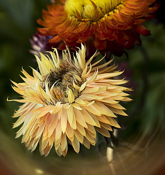 Close-up of dried straw flowers in a glass vase
