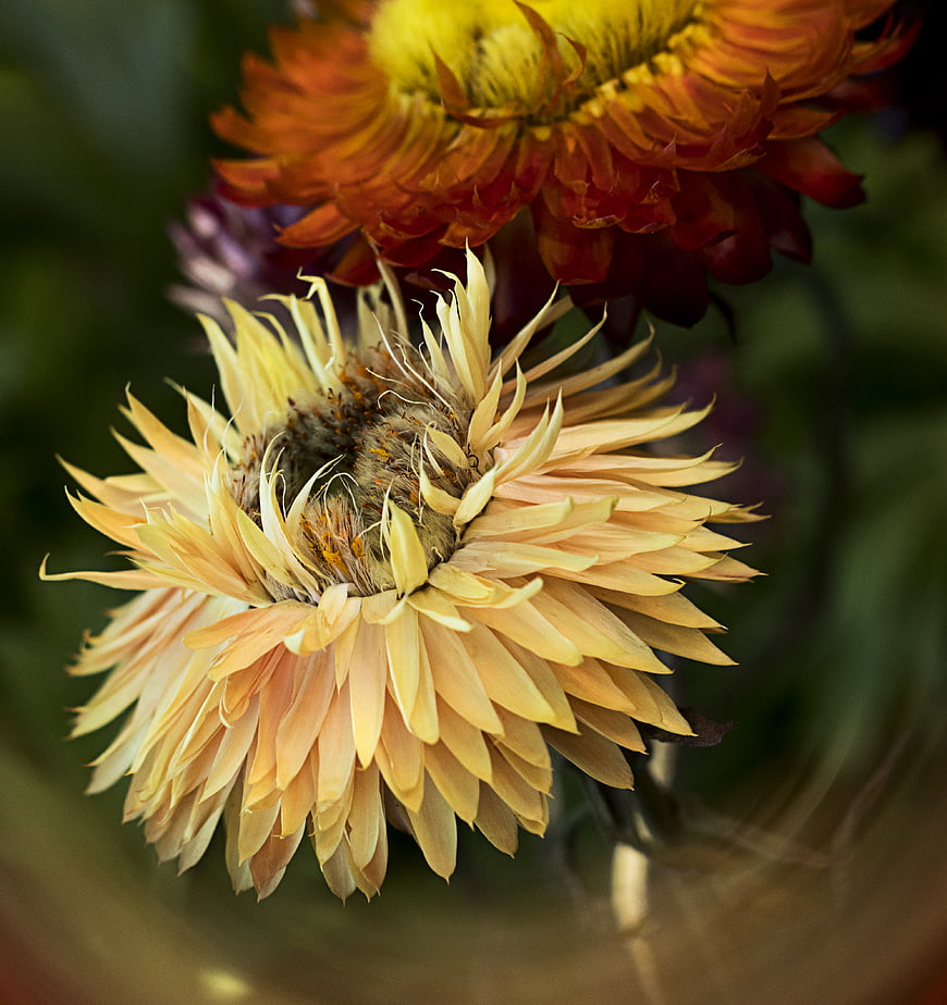 Close-up of dried straw flowers in a glass vase