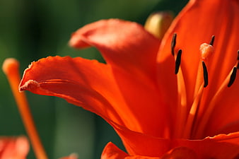 Close-up of vibrant orange lily flower with green background