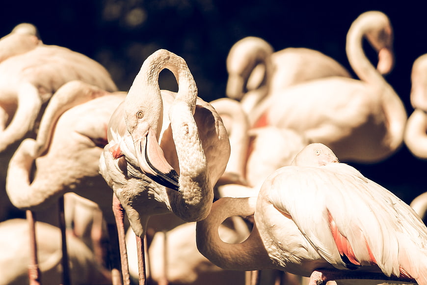 Flamingo flock preening feathers in warm sunlight