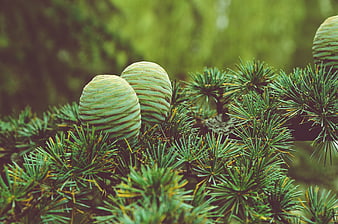 Close-up of green cedar cones on pine branch