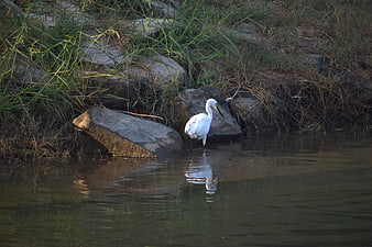 White Egret Standing in Shallow Water by Rocky Bank
