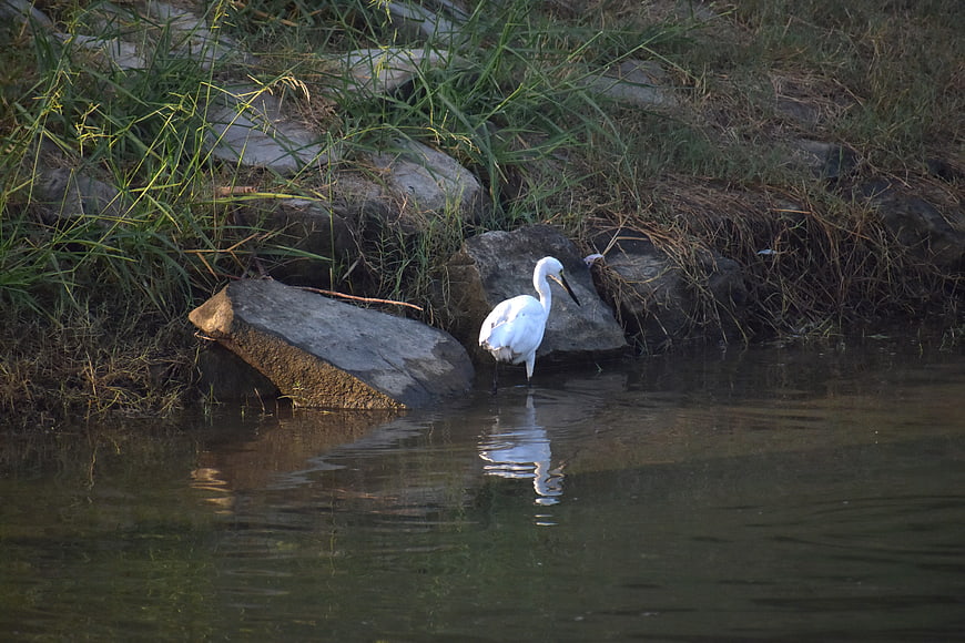 White Egret Standing in Shallow Water by Rocky Bank