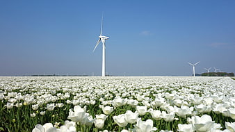 Vast field of white tulips with wind turbines under a clear blue sky