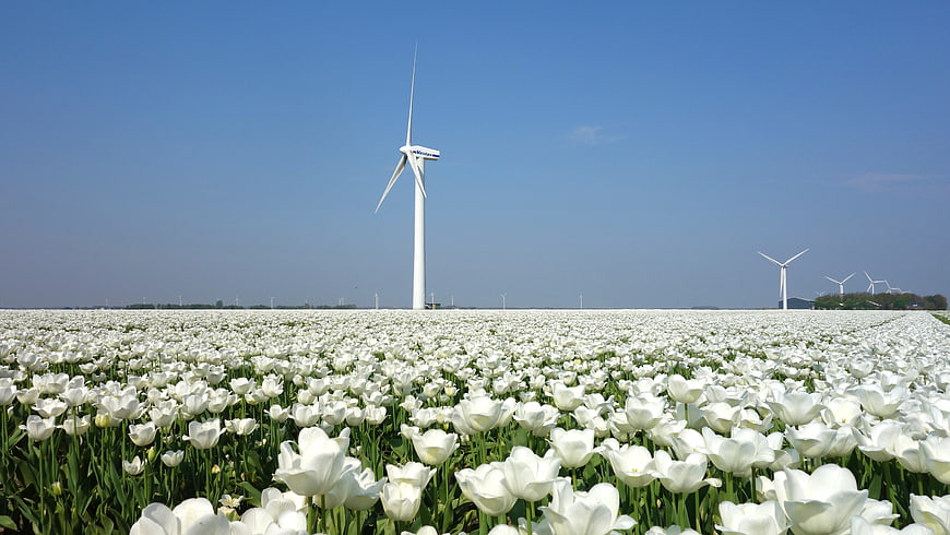 Vast field of white tulips with wind turbines under a clear blue sky